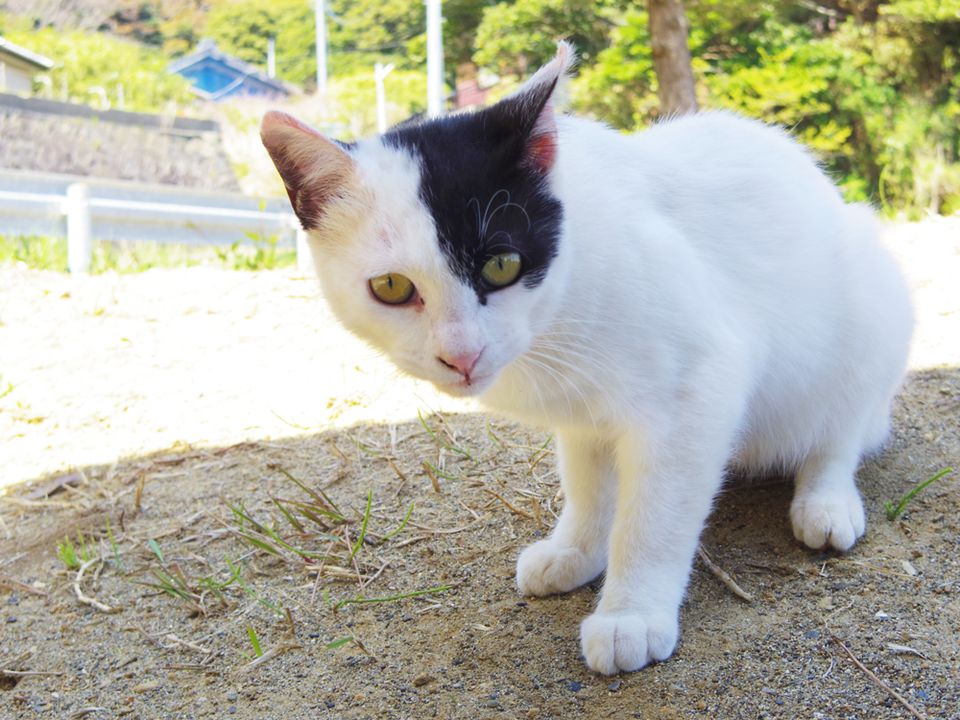 人気コピーライターが心酔する 猫の生き様 その教えとは 新刊jp