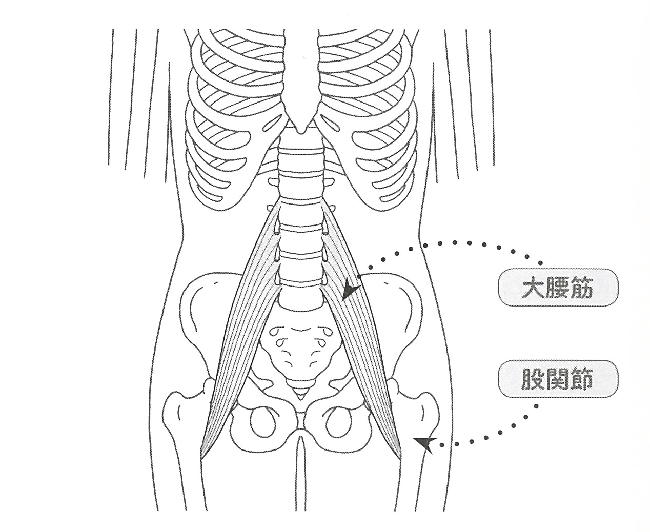 大腰筋・股関節の図